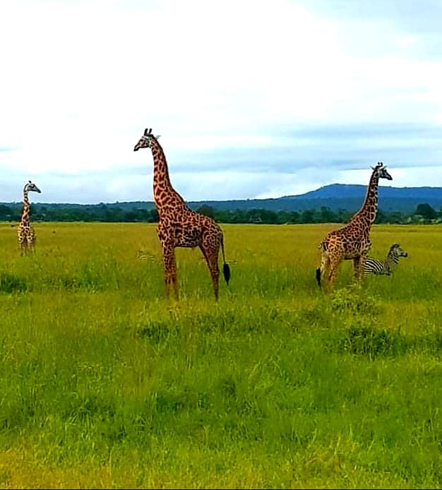 safari in Tanzania al Mikumi national Park