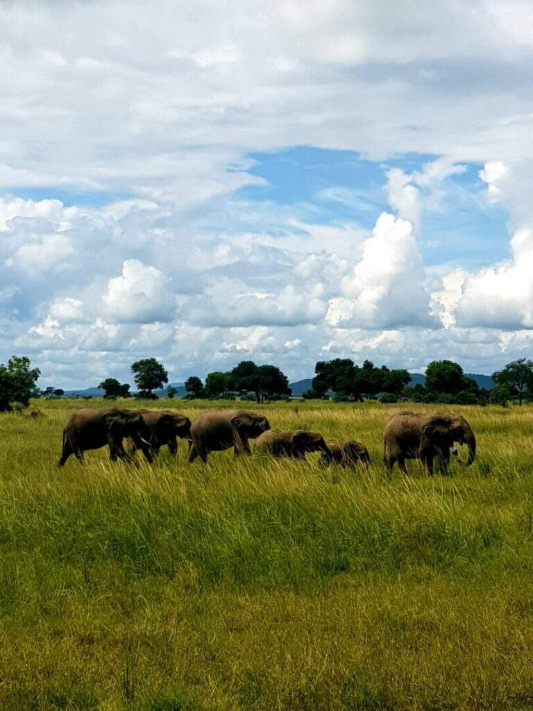 Gruppo di elefanti a Mikumi national park