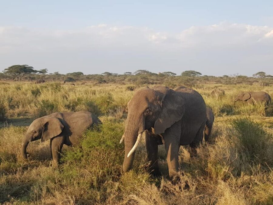 Elefanti al Serengeti