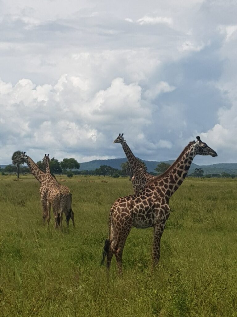 Le giraffe simbolo della Tanzania