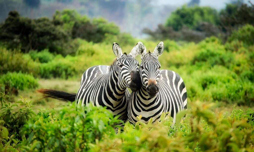 zebras-gf6a2d7f8c_1920