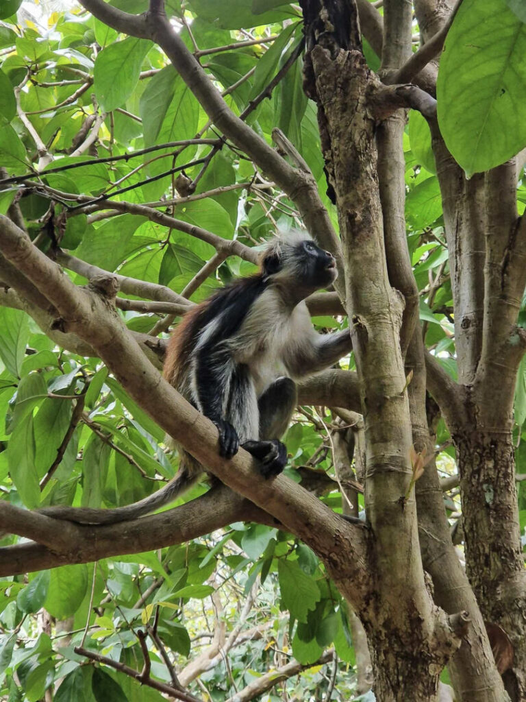 Escursioni a Zanzibar Jozani forest