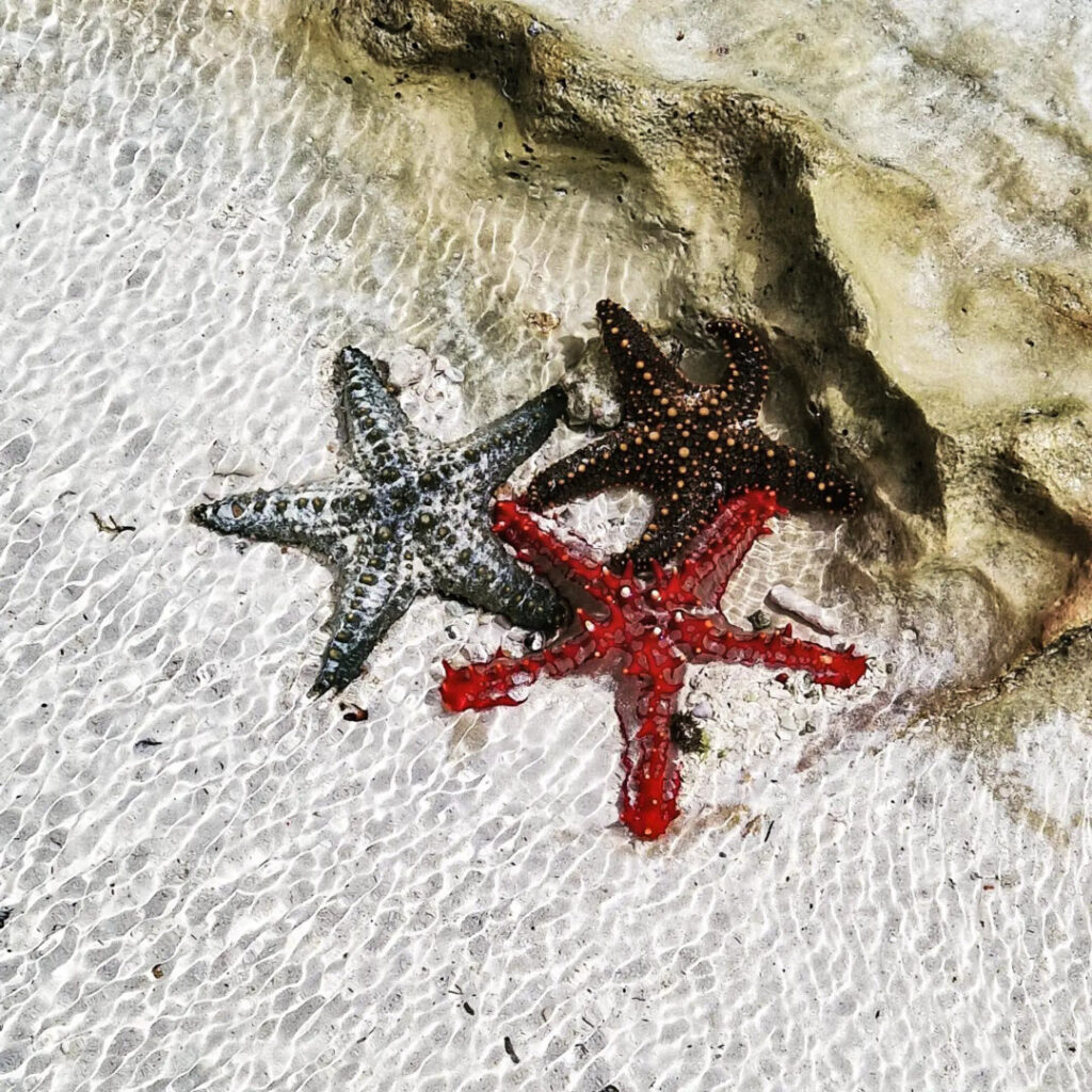 Stelle marine a Zanzibar