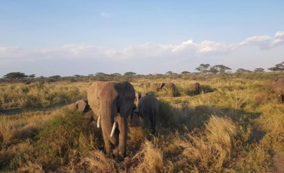 Tanzania Safari Experience
