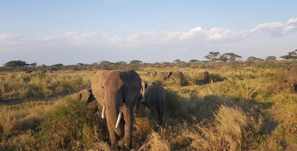 Tanzania Safari Experience