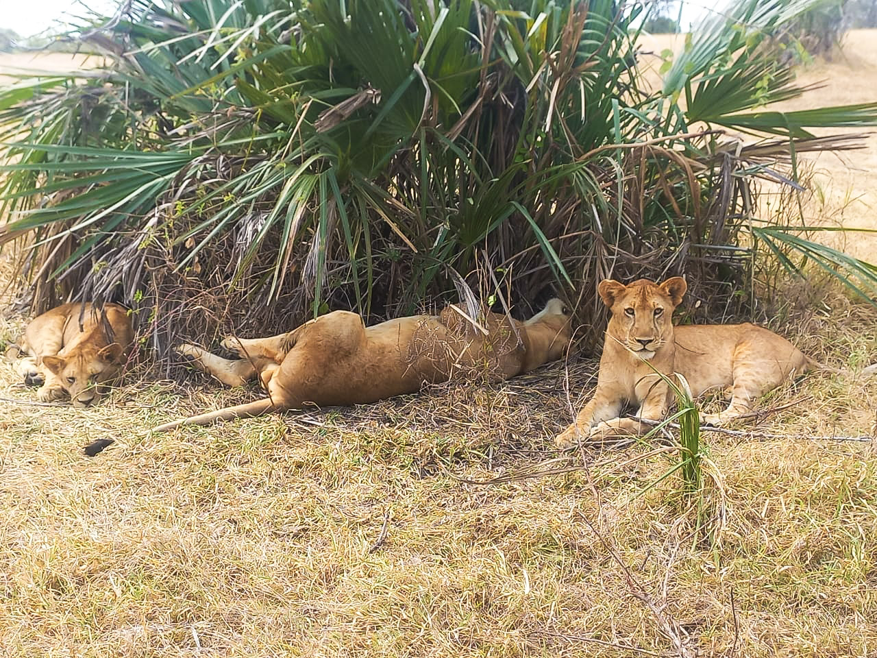 Come organizzare un safari in Tanzania, Leonesse al Selous