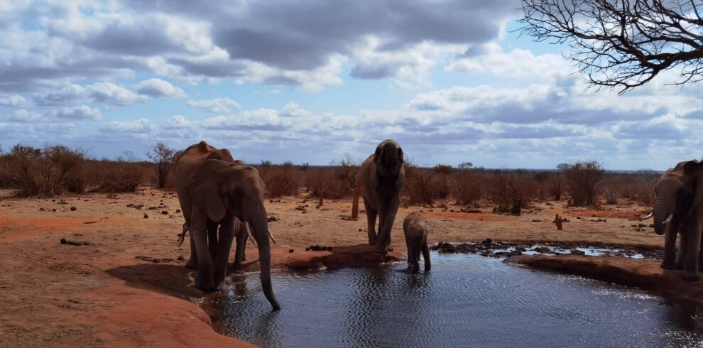 safari allo tsavo est