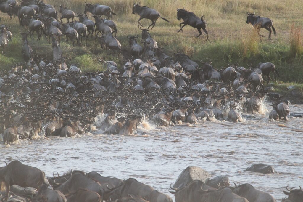 wildebeest-migration-2322110_1280