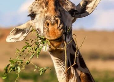 Giraffa