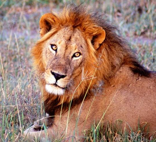 Ngorongoro conseravtion area