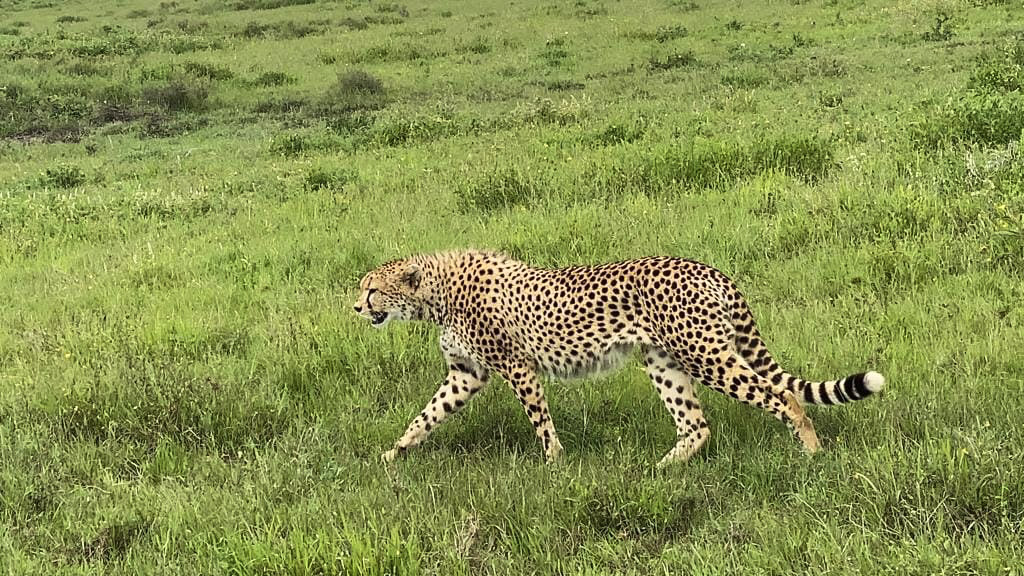 ghepardo durante il safari in tanzania